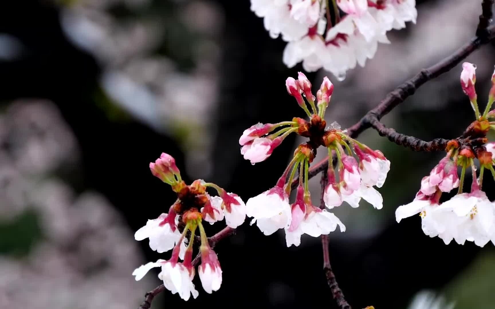 【4k风景】最美不过下雪天,和你一起路过的白色街边.哔哩哔哩bilibili