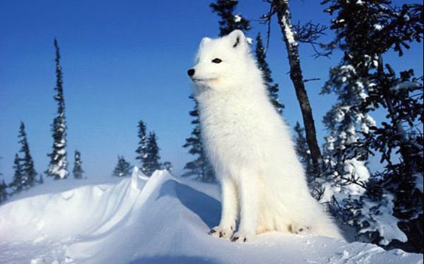 渣翻唱青媚狐辣耳慎听