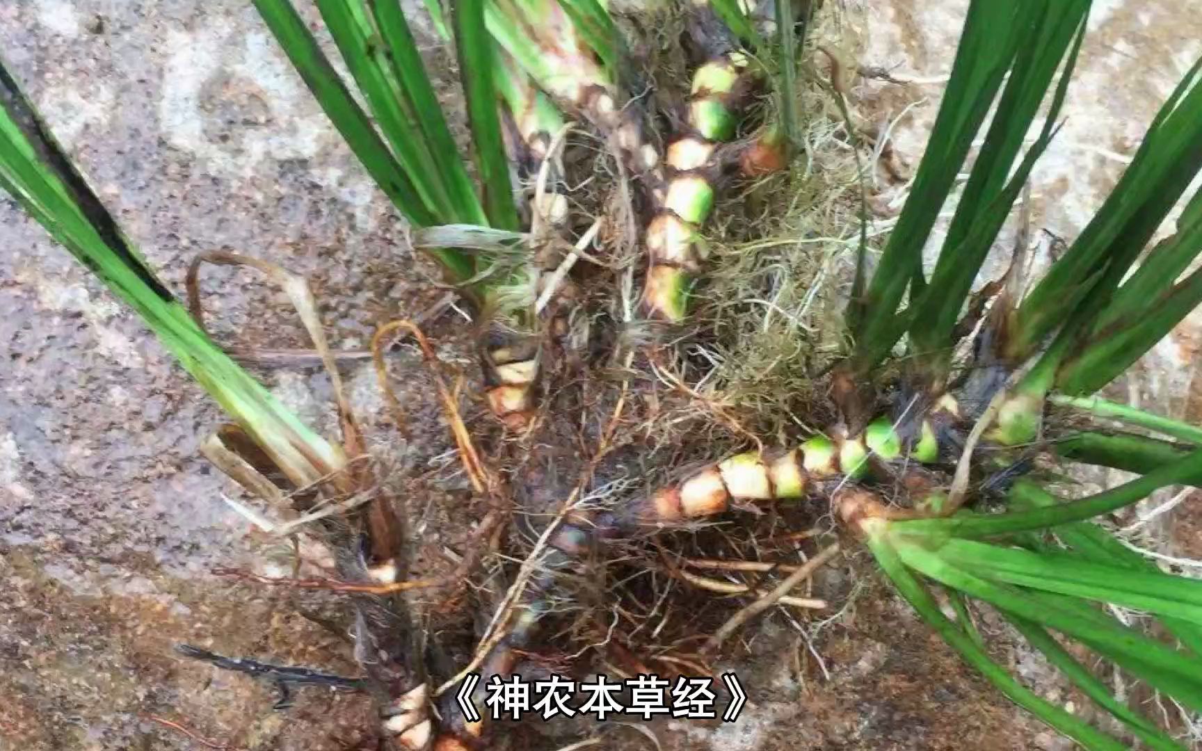 [图]开窍豁痰的石菖蒲