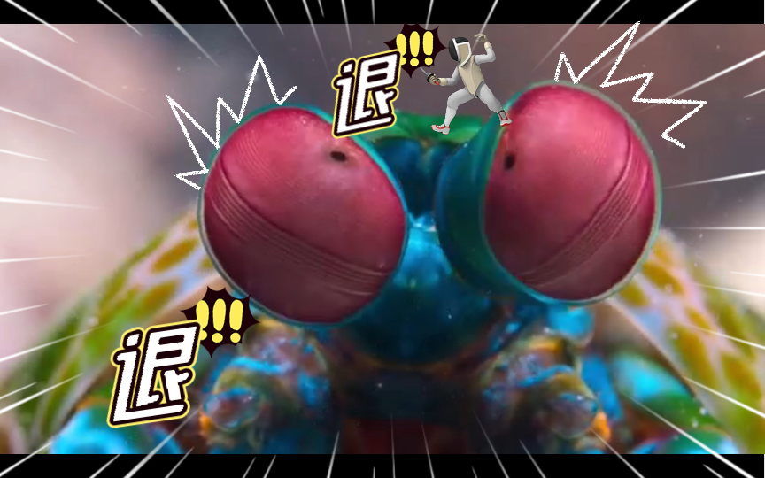 小小世界#雀尾螳螂虾,这是动物界最复杂的眼睛!