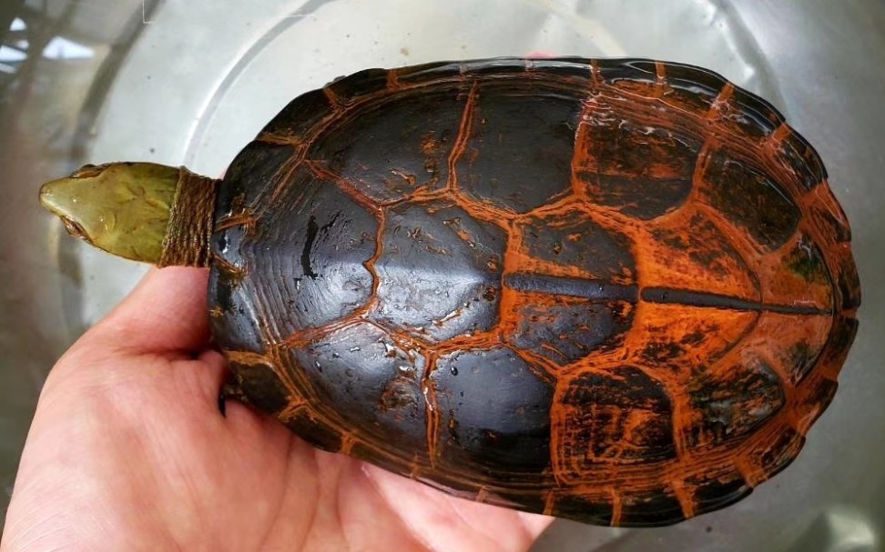 闽北爱龟舍出品极品黑红铁锈福建小青