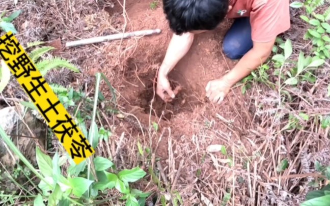 今天挖两棵土茯苓回家,广东地区常用的煲汤药材.哔哩哔哩bilibili