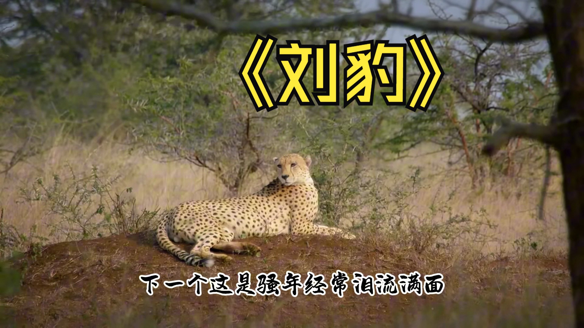 猎豹哔哩哔哩bilibili