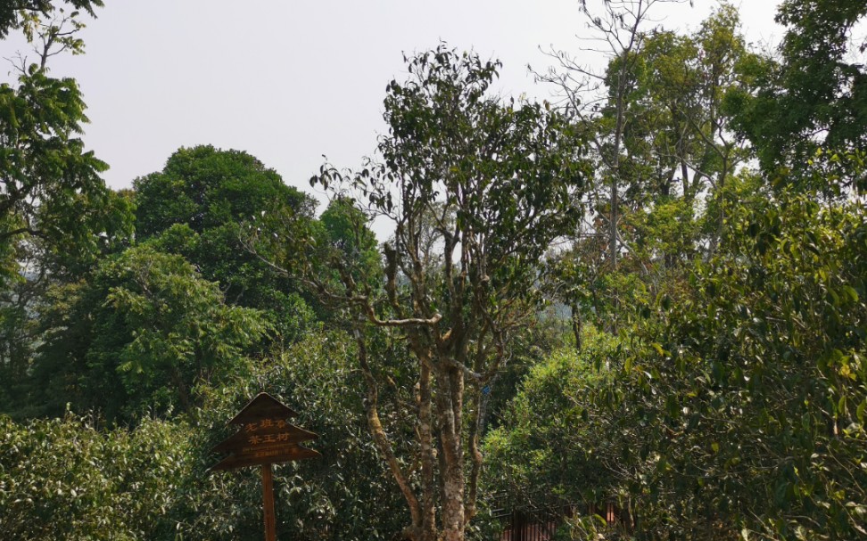 【老班章茶王树】