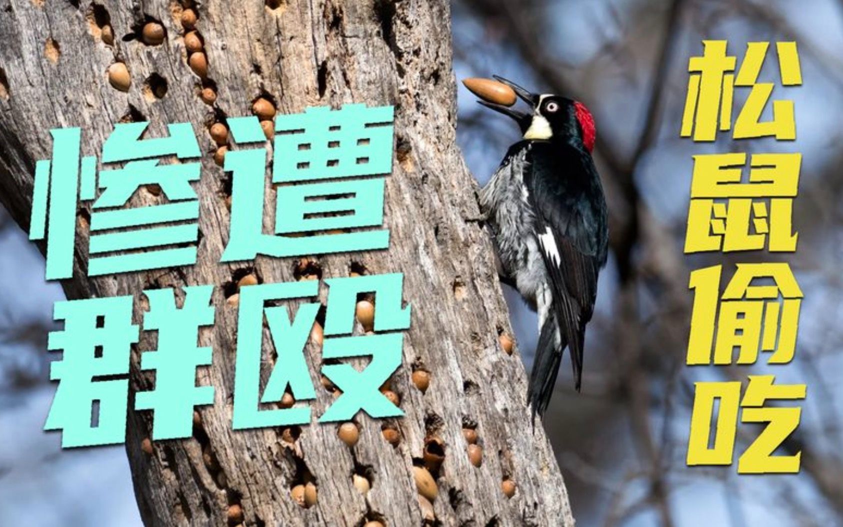 [图]啄木鸟为过冬精心储备粮食，不料被无耻鼠辈偷吃，于是化身愤怒的小鸟的群起攻之。