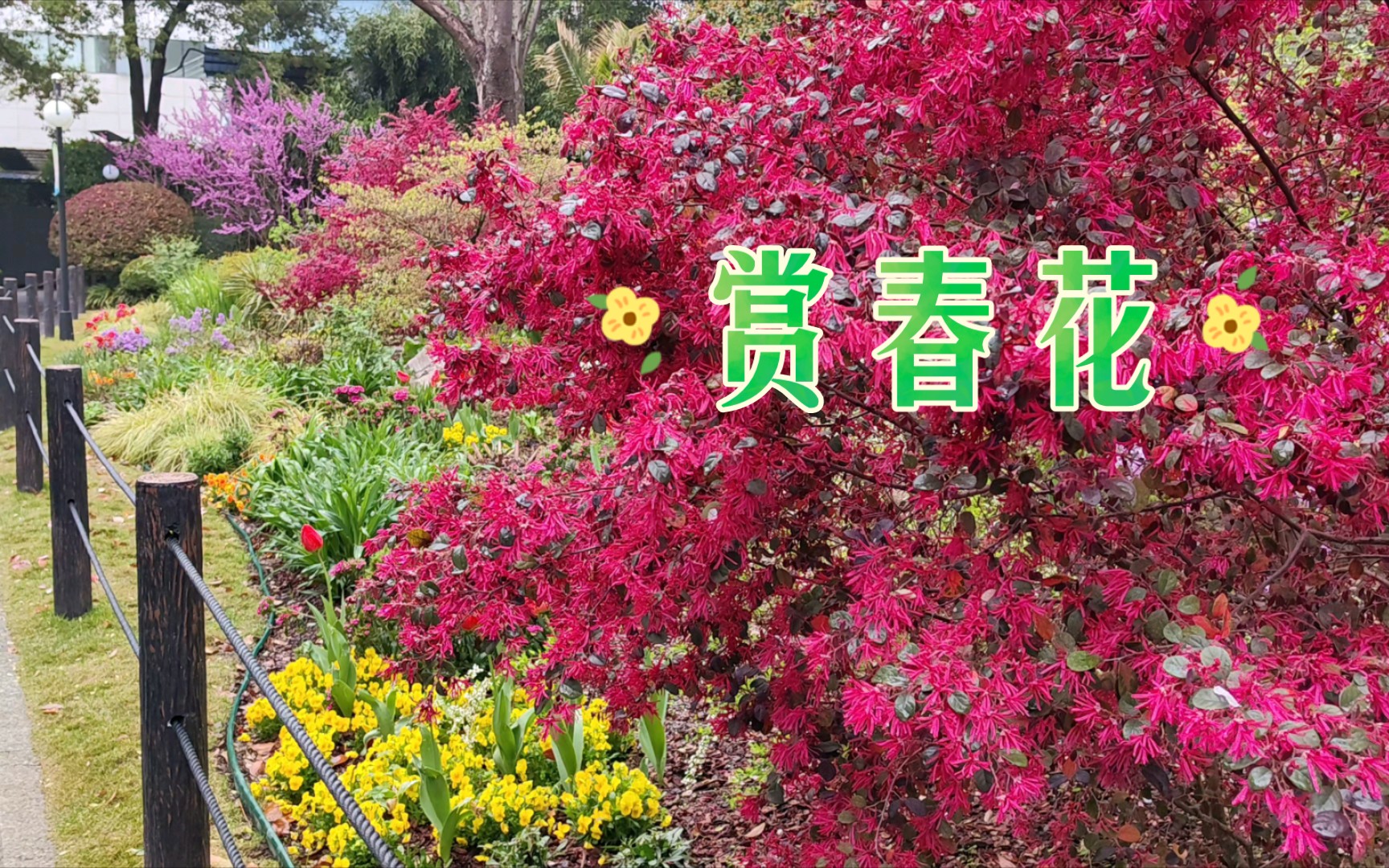 这些春天开花的植物你都认识吗?哔哩哔哩bilibili