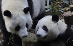 Tải video: 花花把弟弟简单前台正对游客吃播，我的心脏都夹子音了，激动的手抖在颤抖，幸福的同框时刻，好美啊