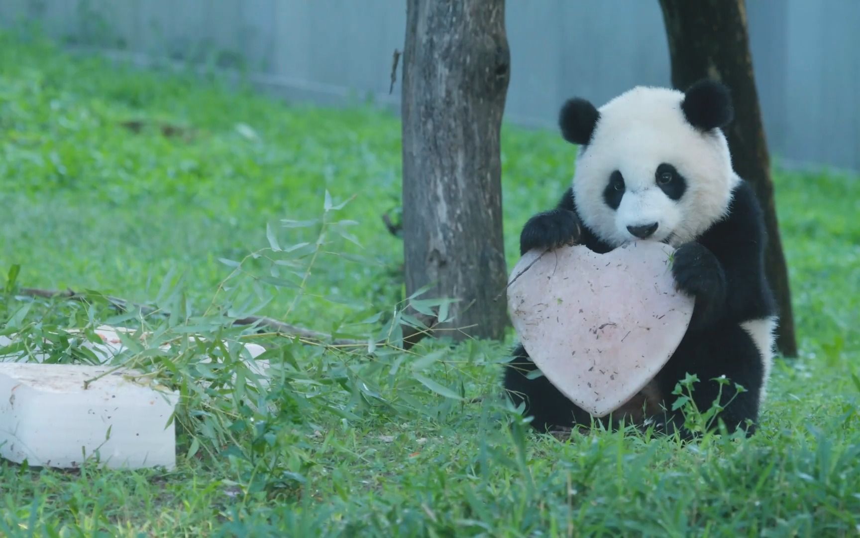 欢迎旅美大熊猫小奇迹回家94