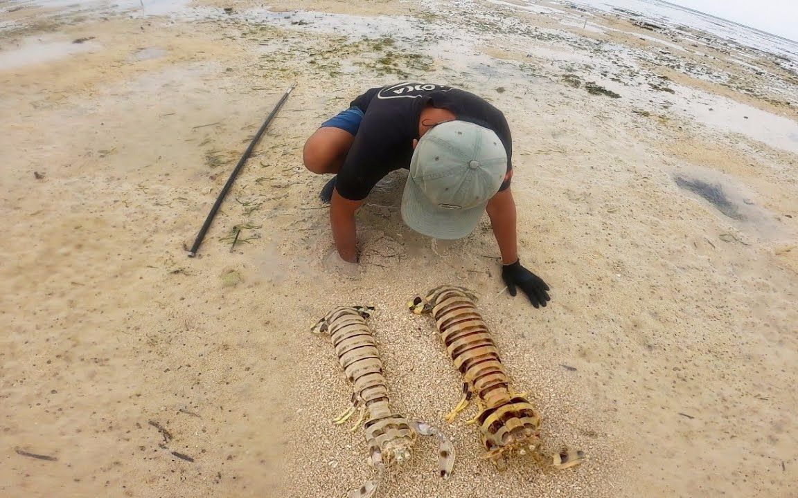 印尼小伙做陷阱抓皮皮虾,东南亚的斑马皮皮虾很粗,一只要300多