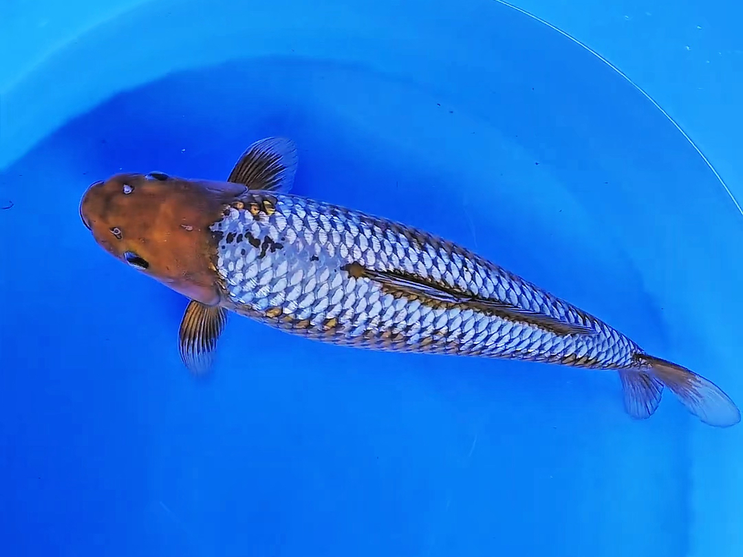 吉起鲤银鳞落叶锦鲤,两岁六十公分观赏鱼.