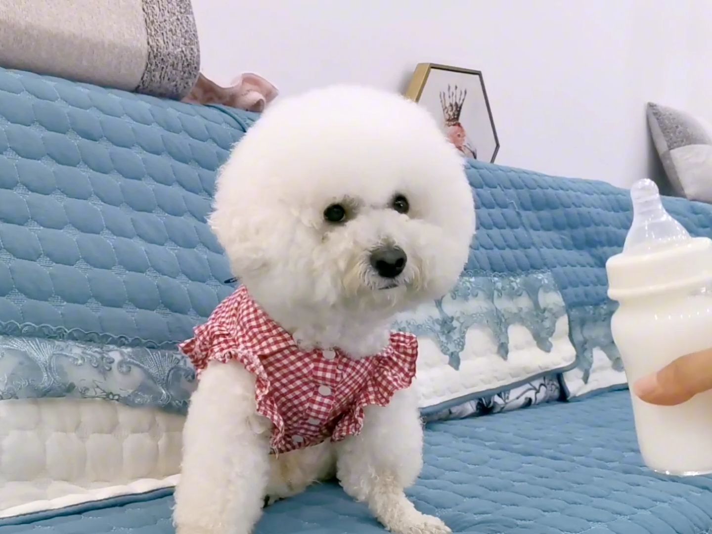 会用奶瓶的比熊芒果简直太萌太可爱了