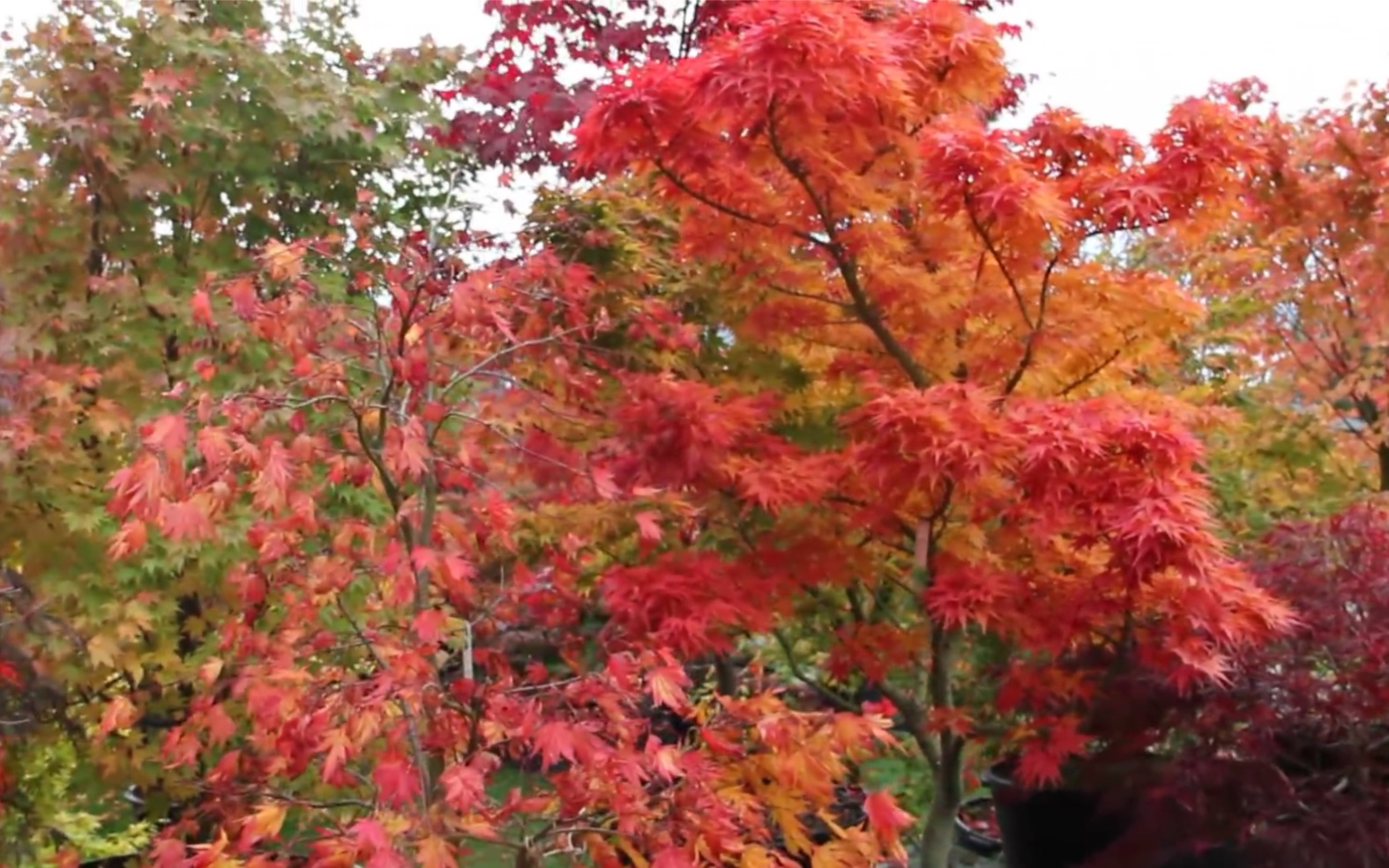 [图]What is the best japanese maple