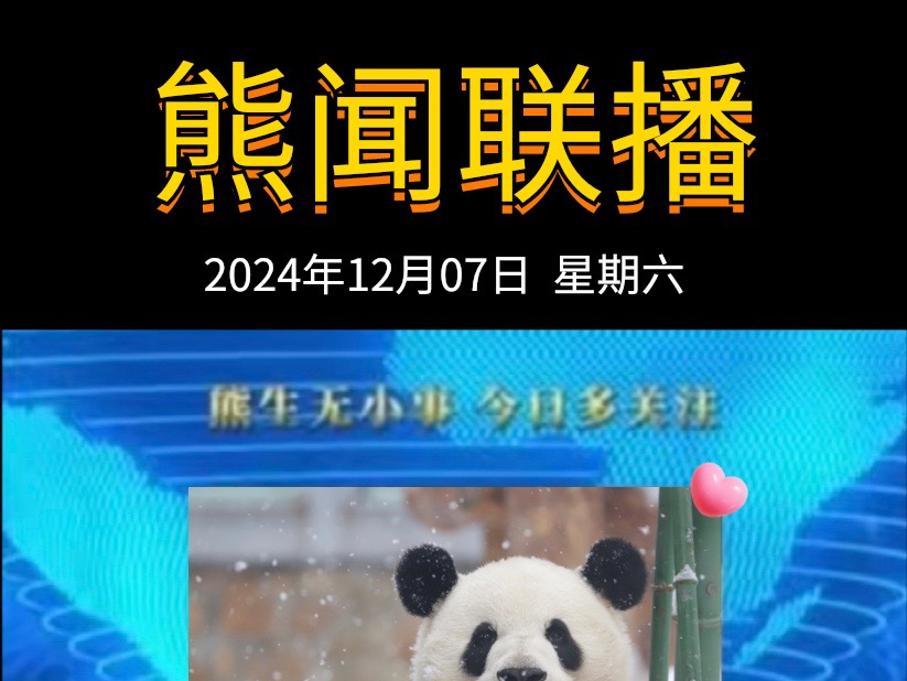 《熊闻联播》|带你了解天下熊事,2024.12.07熊圈又发生了什么?(原视频素材来源网络)哔哩哔哩bilibili