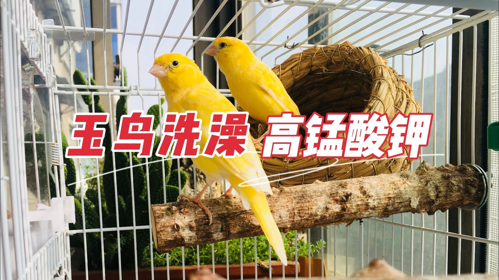 【新人养鸟】关于小鸟用高锰酸钾洗澡的详细说明