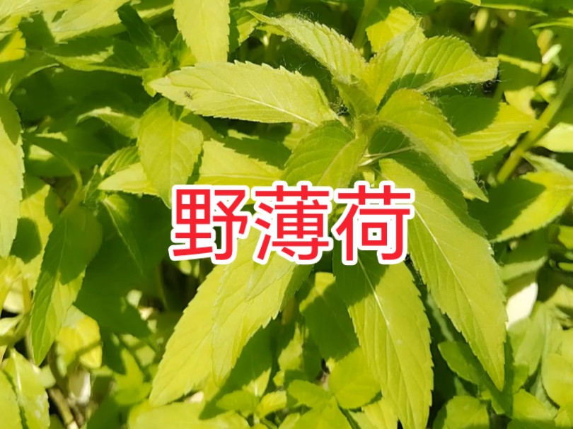 割野生薄荷