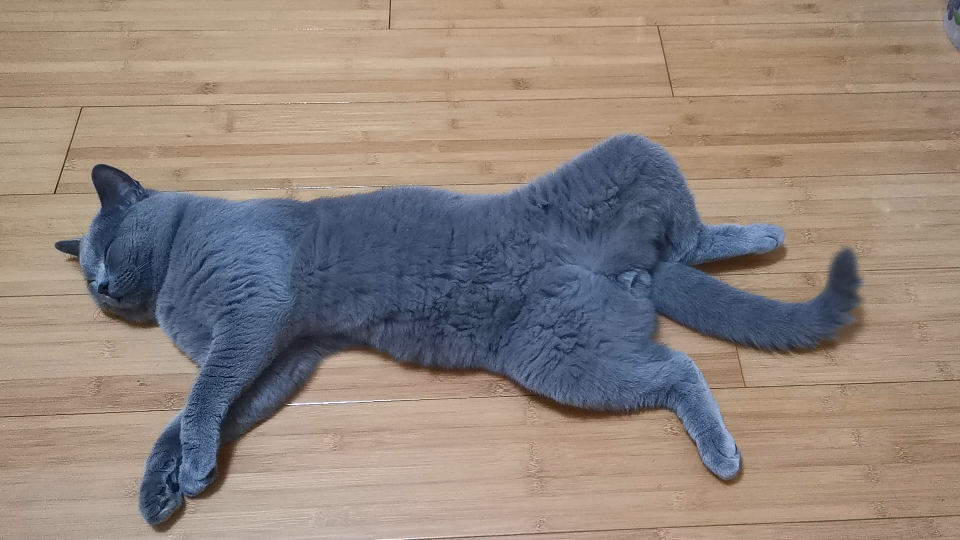 英短蓝猫令人震惊的睡姿