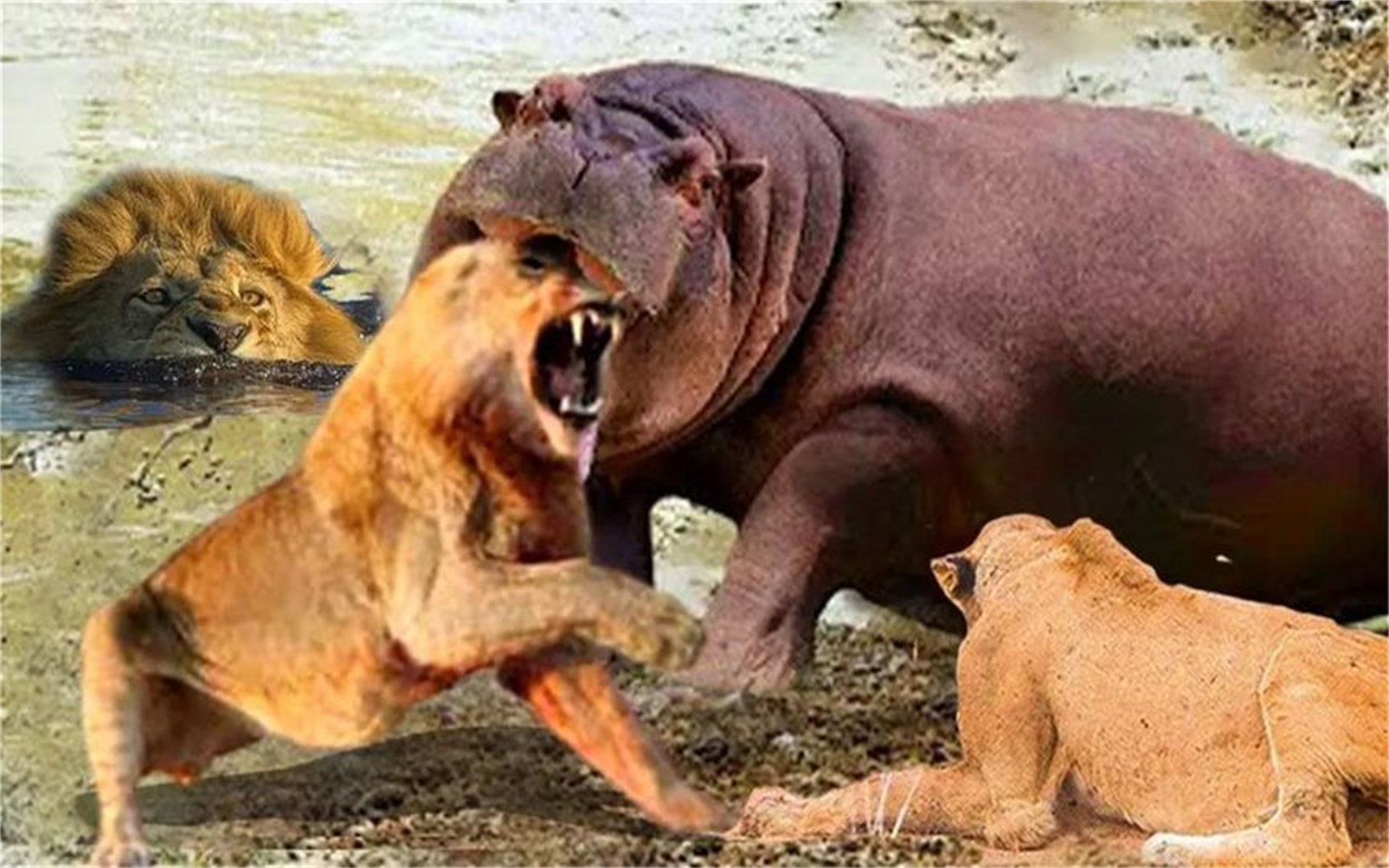 狮子被河马咬头,河马大战狮子,狮子vs角马,完成狩猎!