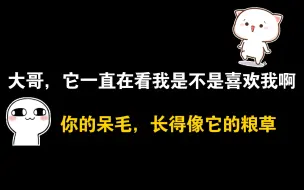 Скачать видео: 【穿成反派的我靠沙雕苟活】请君入瓮？瓮中捉鳖？哈哈哈哈哈!