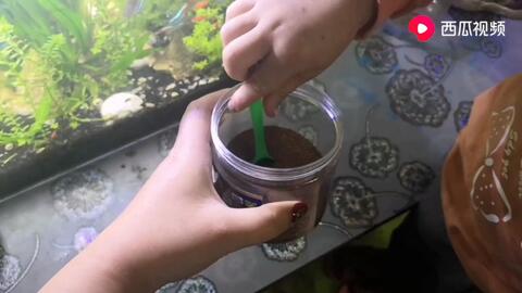 中文 多余的水草怎么保存 草缸4分钟小技巧 哔哩哔哩