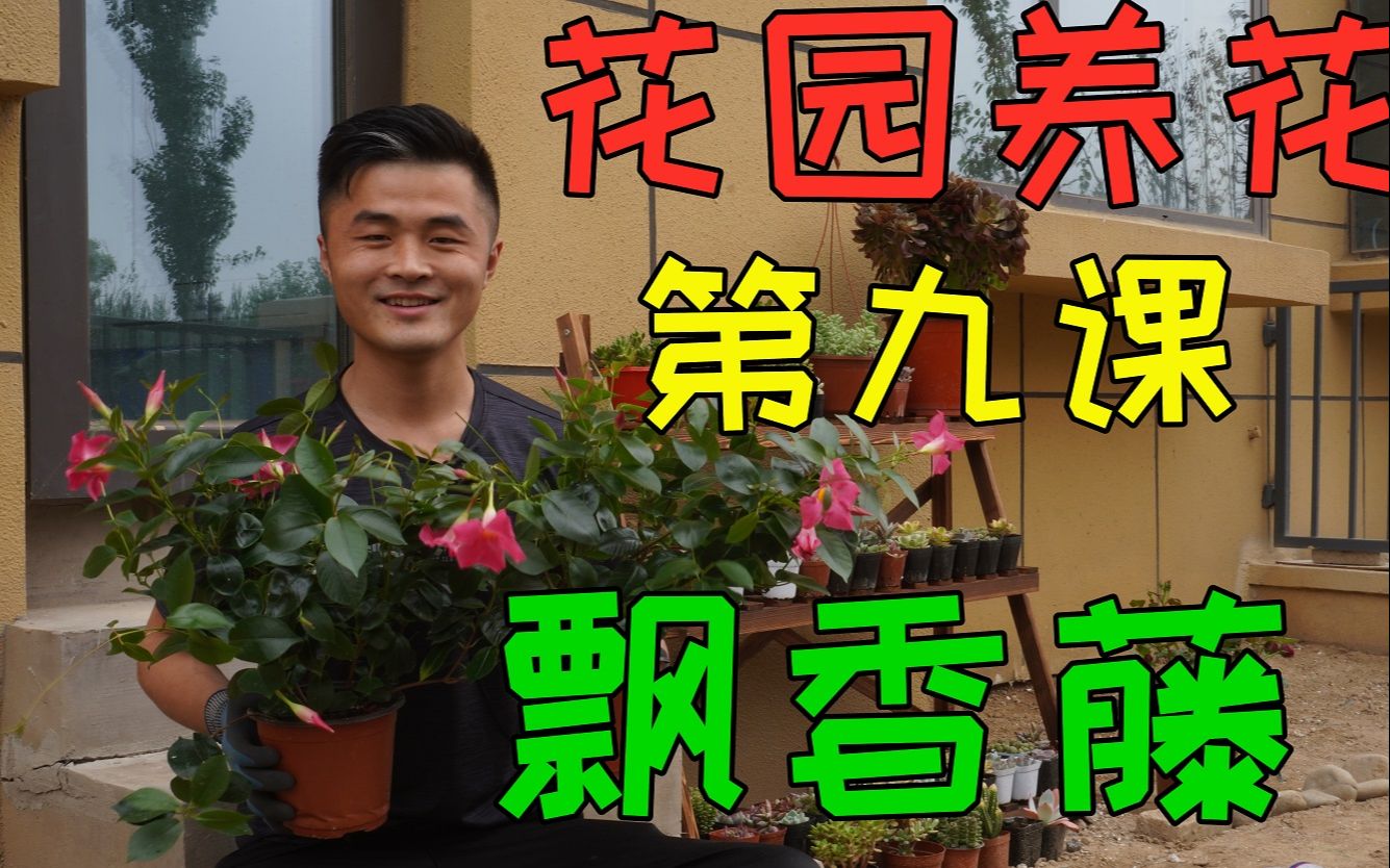 [图]老花医花园养花第九课，飘香藤做到这三项，一棵爬满整面墙