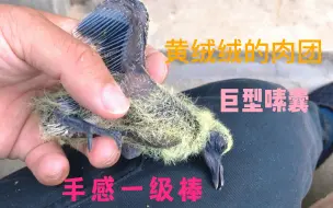 Descargar video: 喂食出生几天斑鸠宝宝，视频最后小太阳鹦鹉还来捣乱 说他还顶嘴