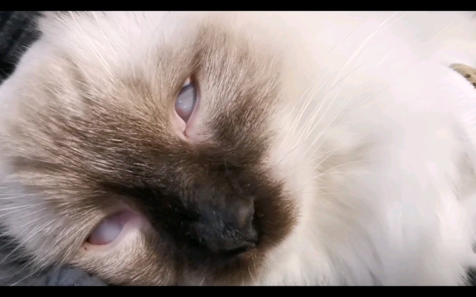 (布偶)睡觉翻白眼的猫