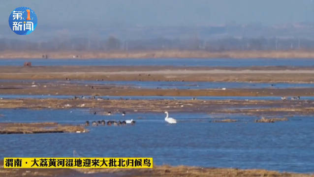 【春暖花开燕归来#黄河大荔湿地迎来上百只白天鹅#】2月22日,随着气温的逐渐回暖,黄河湿地大荔段迎来哔哩哔哩bilibili