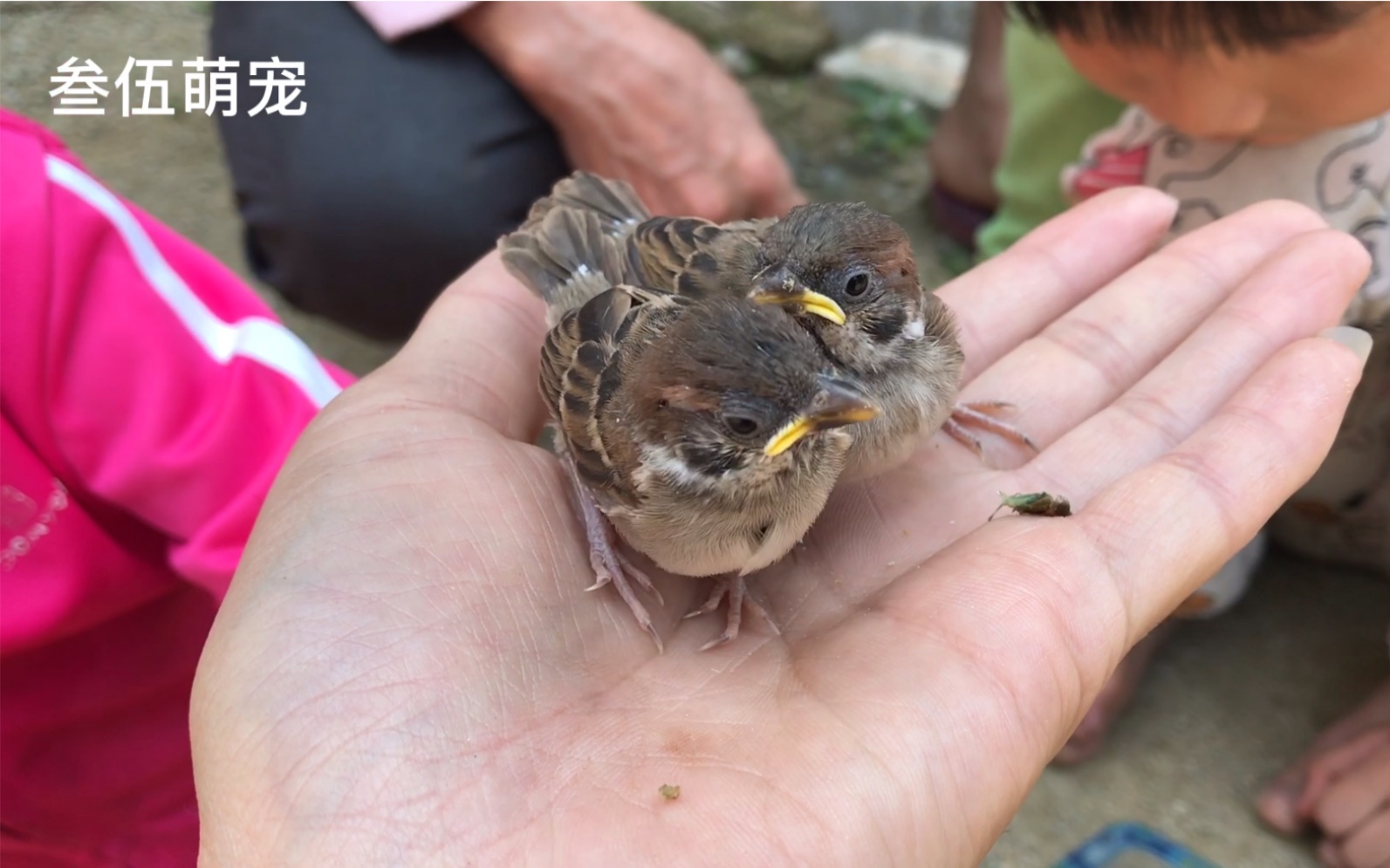 两只小麻雀太可爱,引来小孩围观,小麻雀被包围了