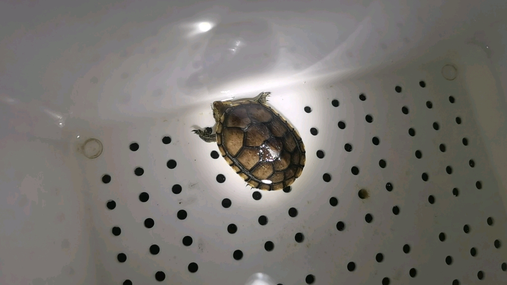 小小北部白唇蛋龟
