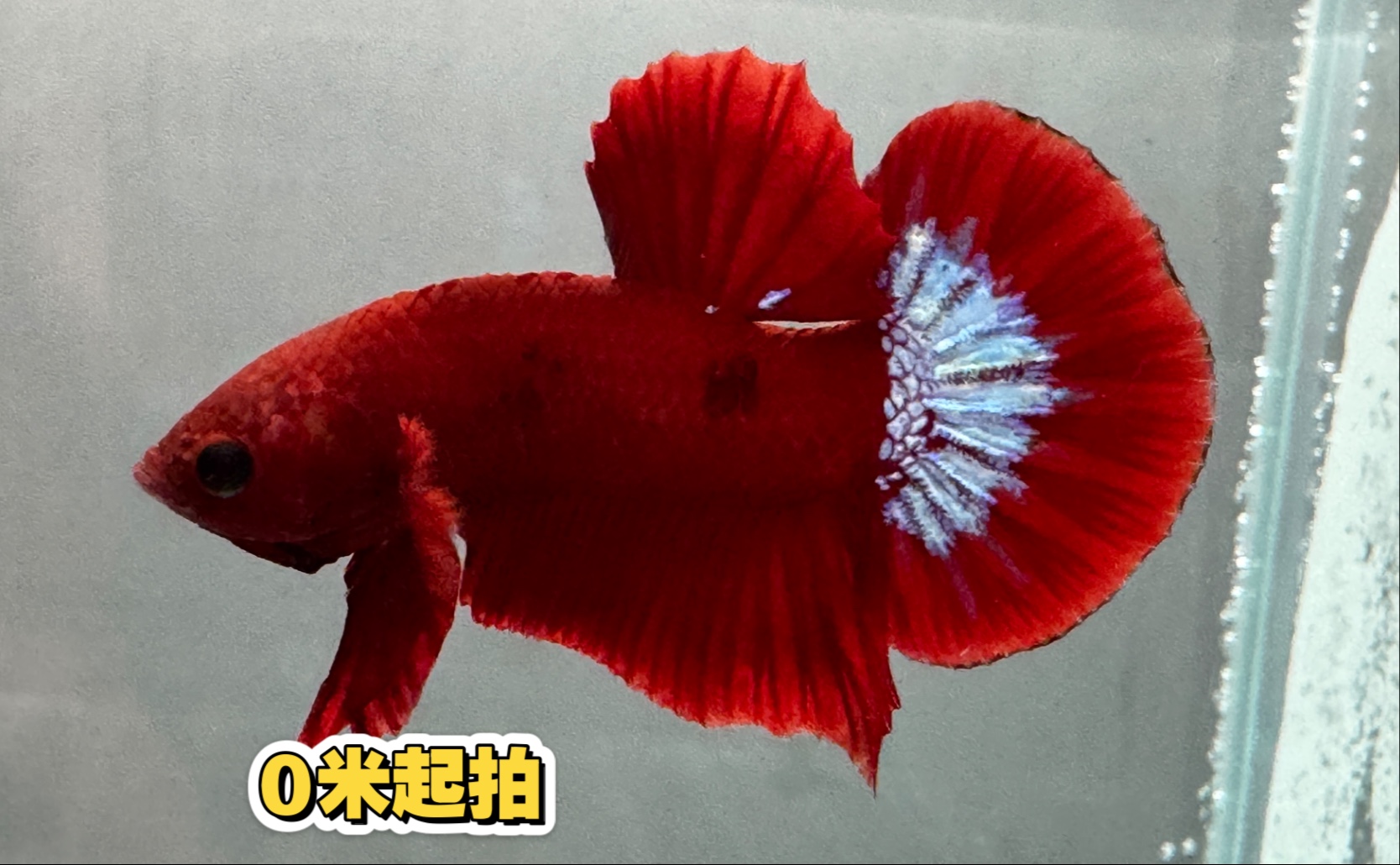 红肉将军公斗鱼