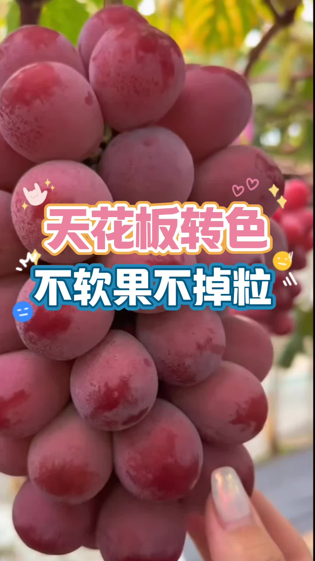 葡萄转色哔哩哔哩bilibili