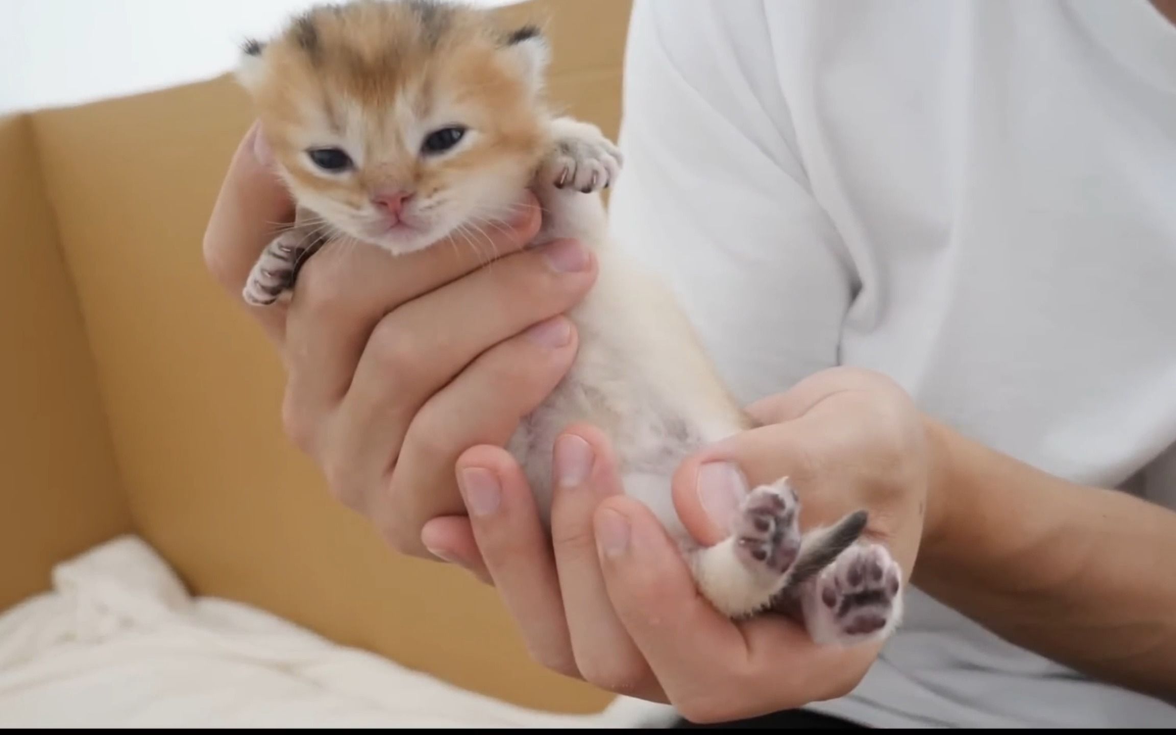 大家给点建议,给小猫起什么名字!哔哩哔哩bilibili