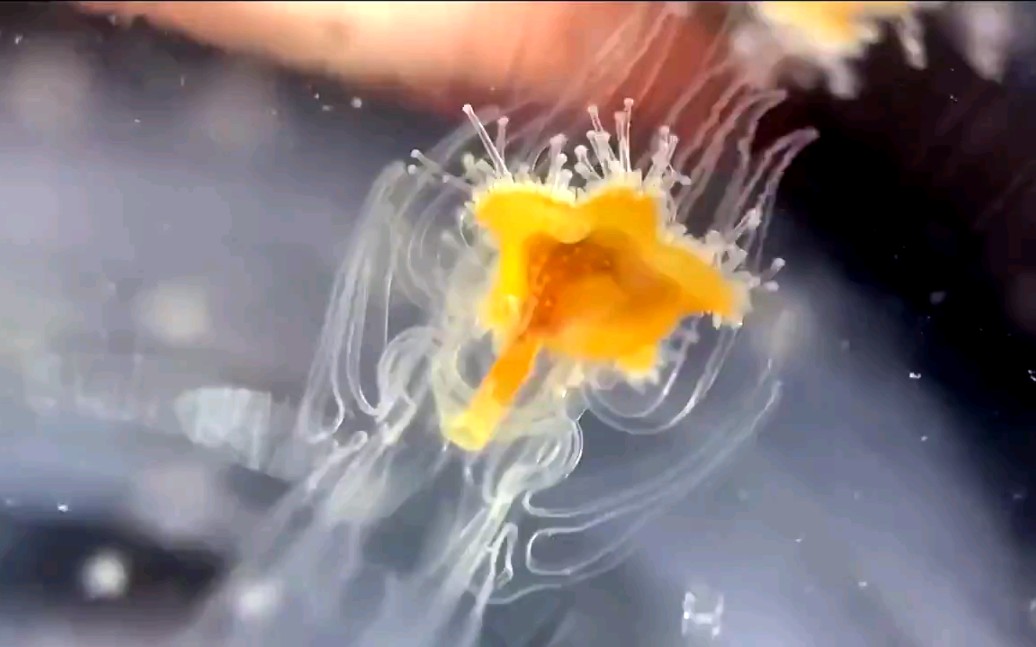 羽腕幼虫你知道小海星是怎么进食的吗