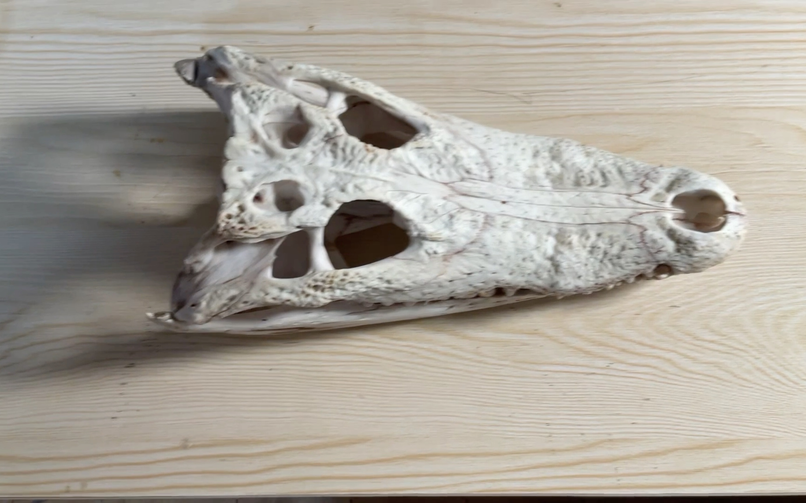 制作鳄鱼头骨标本