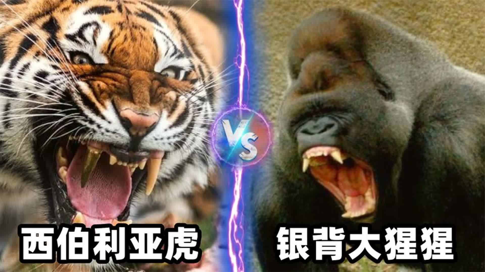 银背大猩猩vs东北虎图片