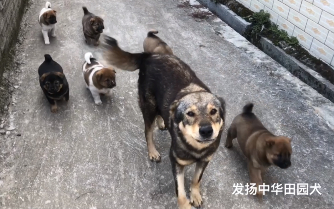 土狗妈妈带着一群小家伙开始认主人了