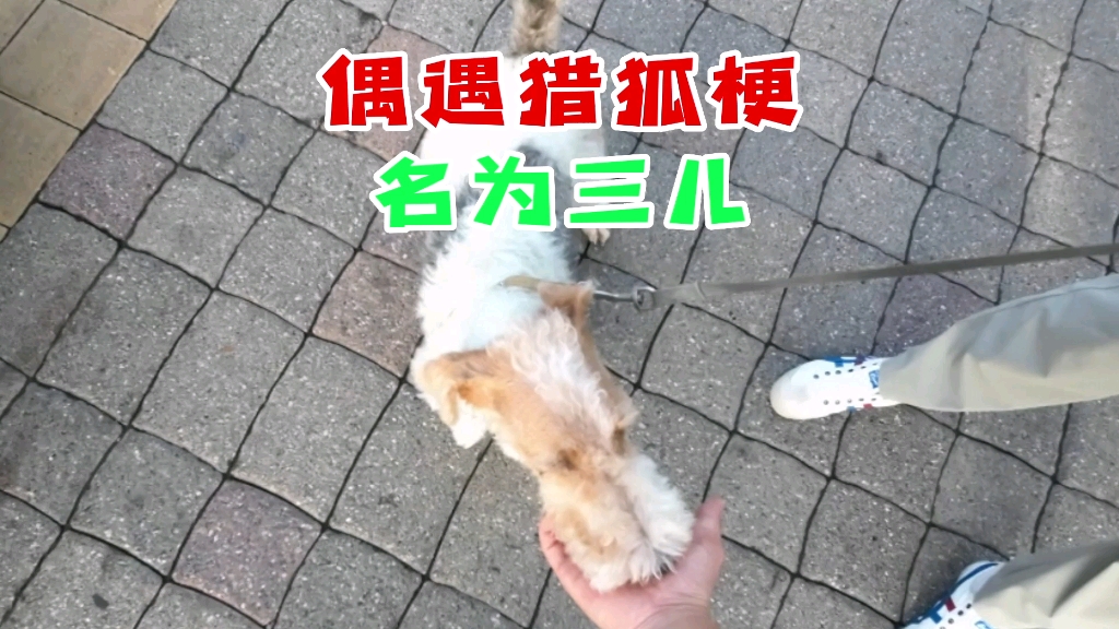 偶遇罕见的猎狐梗犬,名为三儿哔哩哔哩bilibili