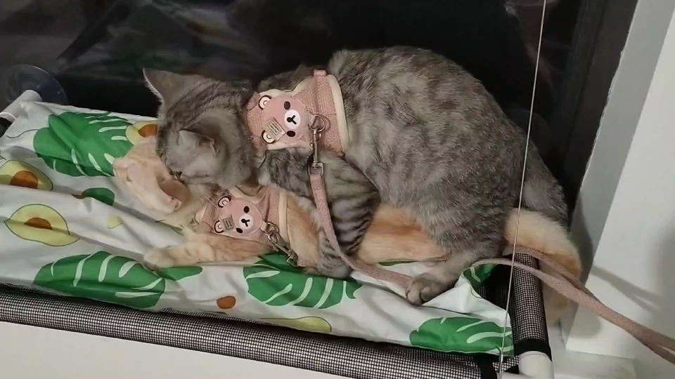 小公猫欺负小母猫啦!