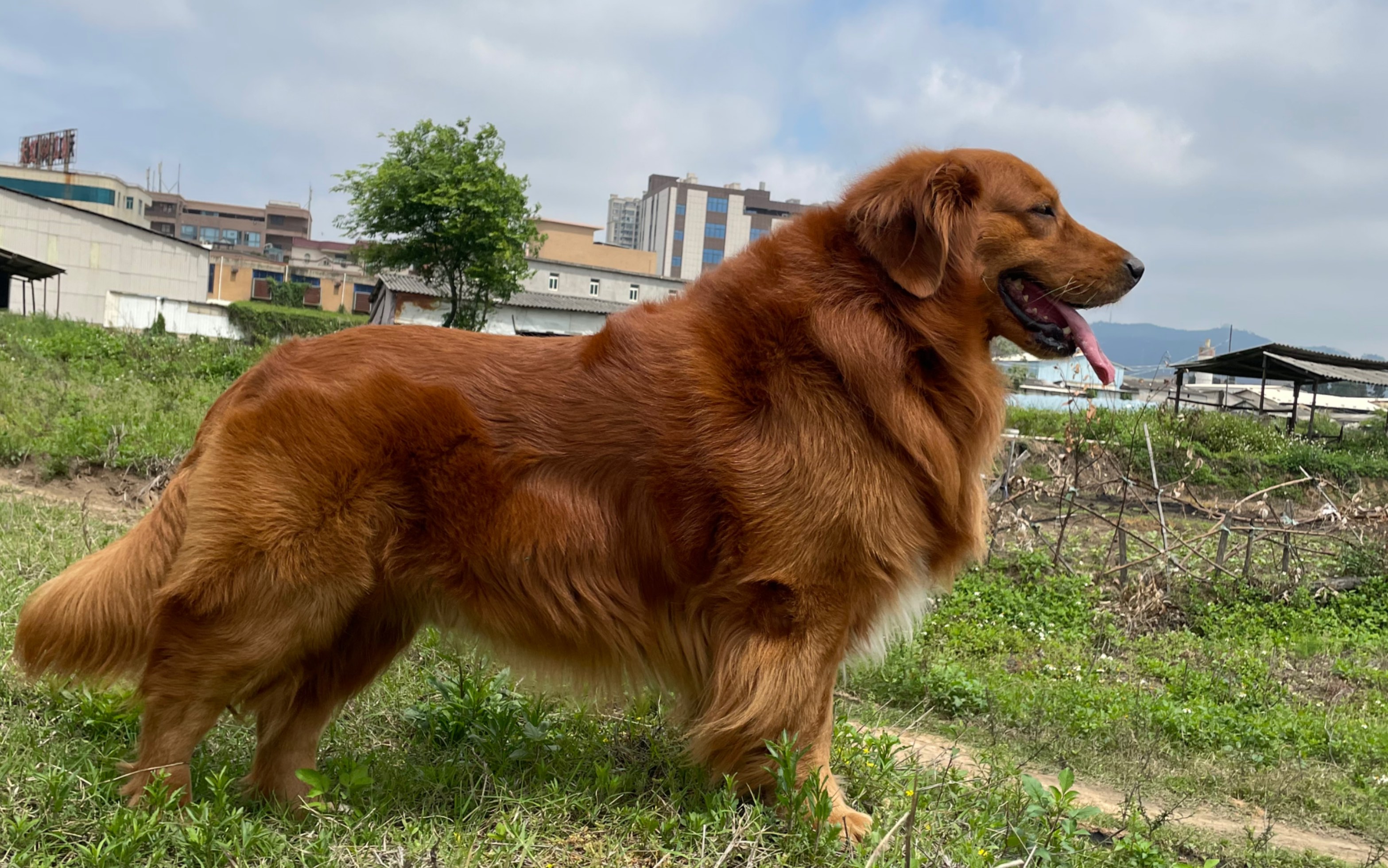 四眼蚂蚱与大金毛努力运动减肥的大狗子惬意的农村生活