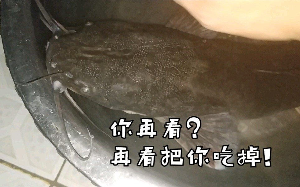 肥鲶鱼吗.