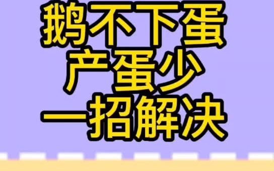 怎么提高鹅的产蛋率种鹅产蛋少是怎么回事哔哩哔哩bilibili