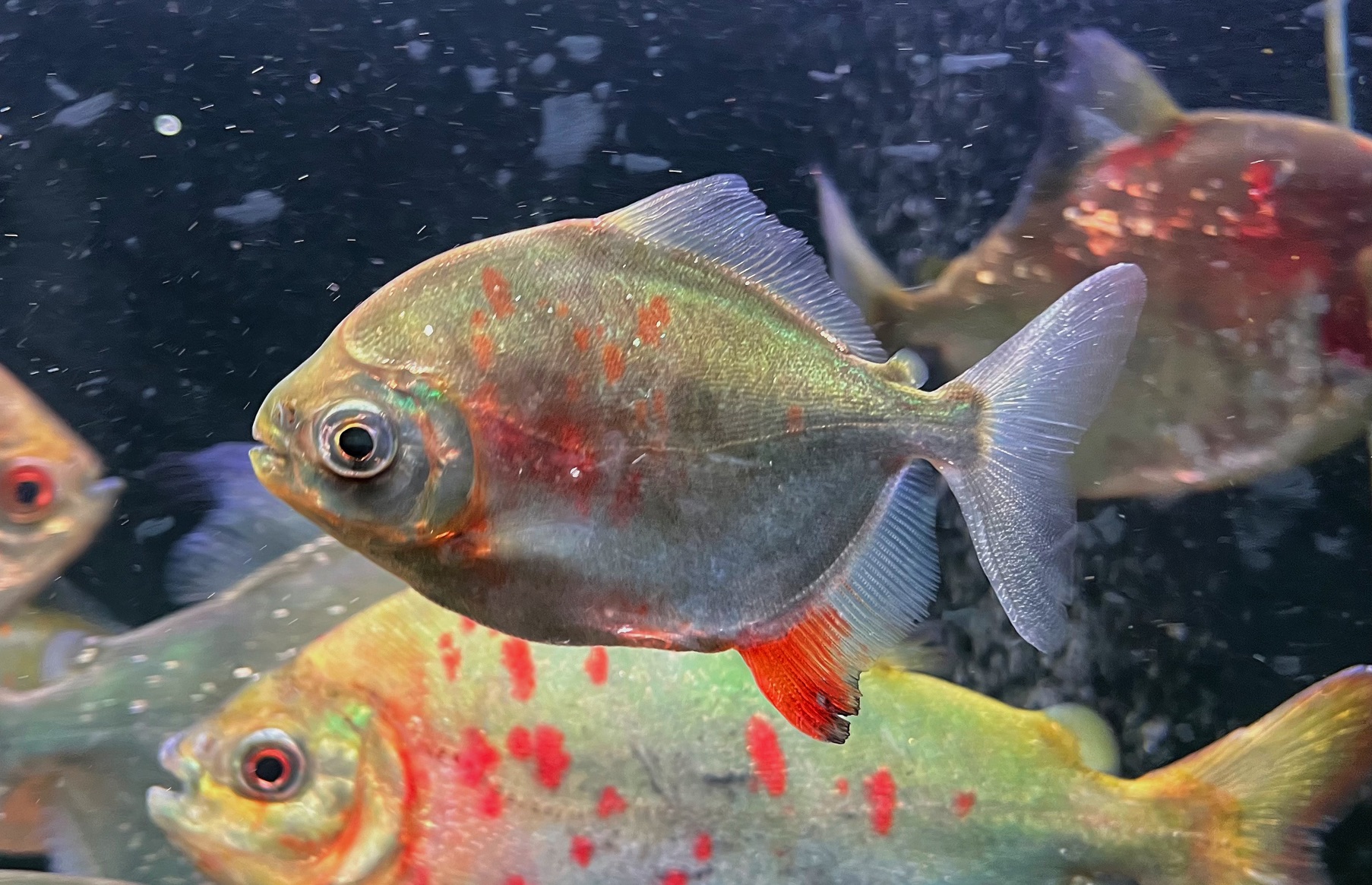 【杂鱼】混杂在绿翡翠银板中进口的秘鲁产红勾丁银板