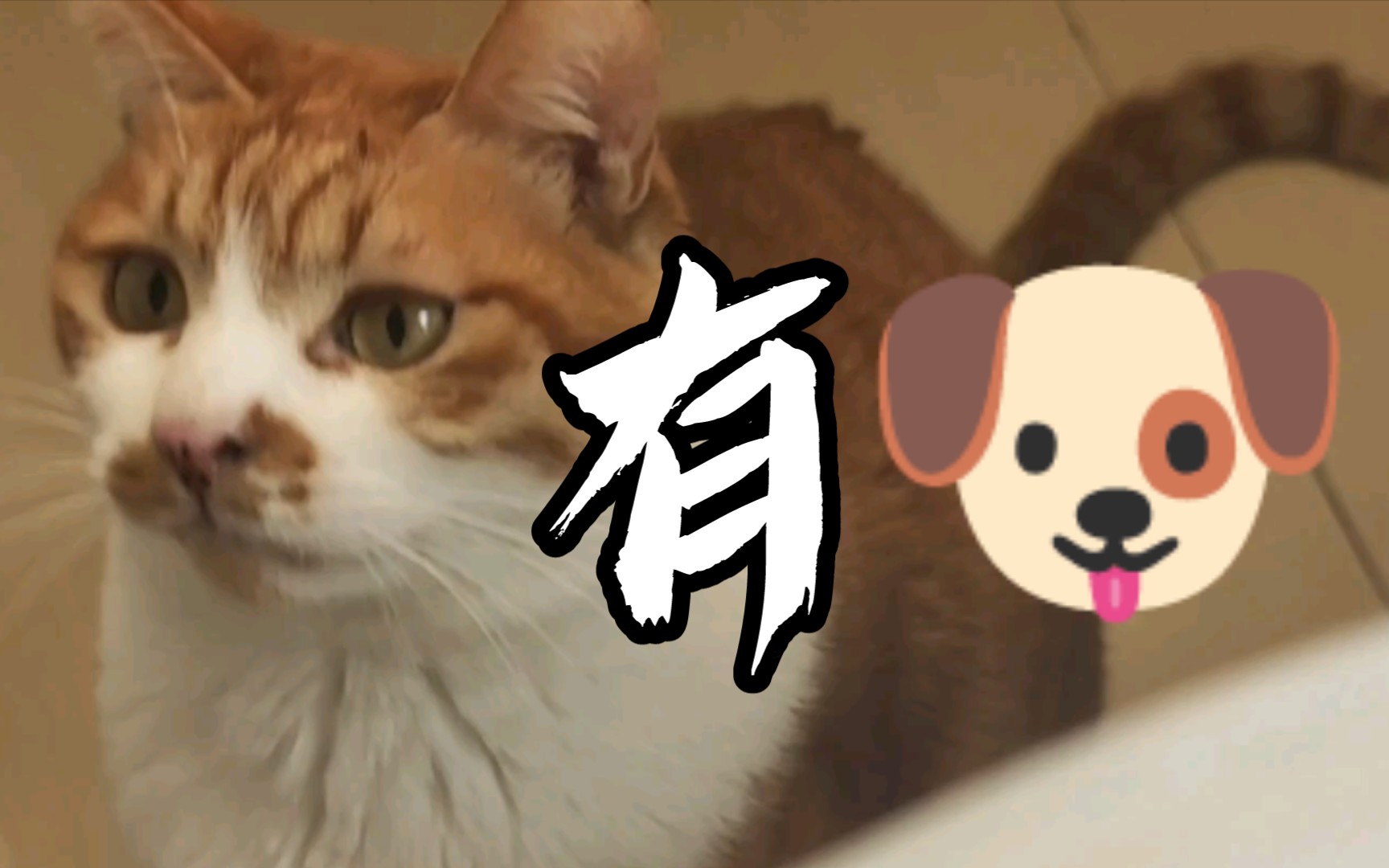 [图]我和臭臭的日常生活第三弹白天人不磨猫，晚上猫磨人。