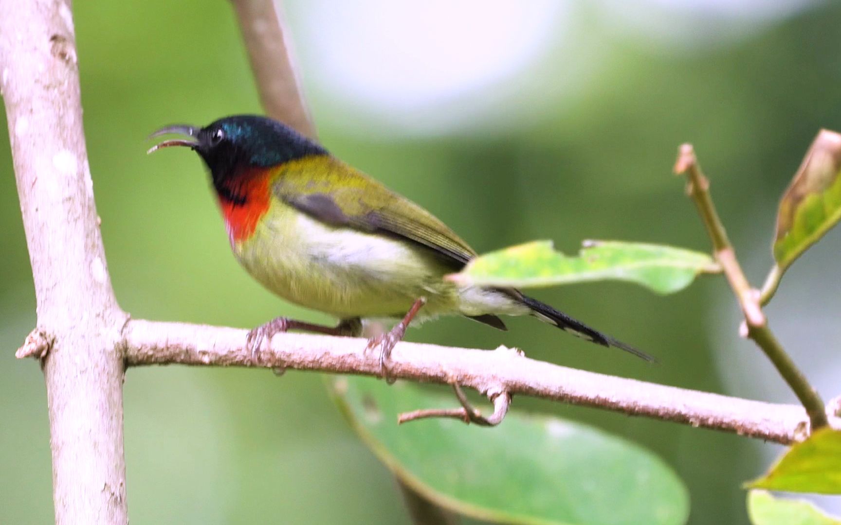 索尼a9 fe200-600 f5.6-6.3 拍鸟 叉尾太阳鸟