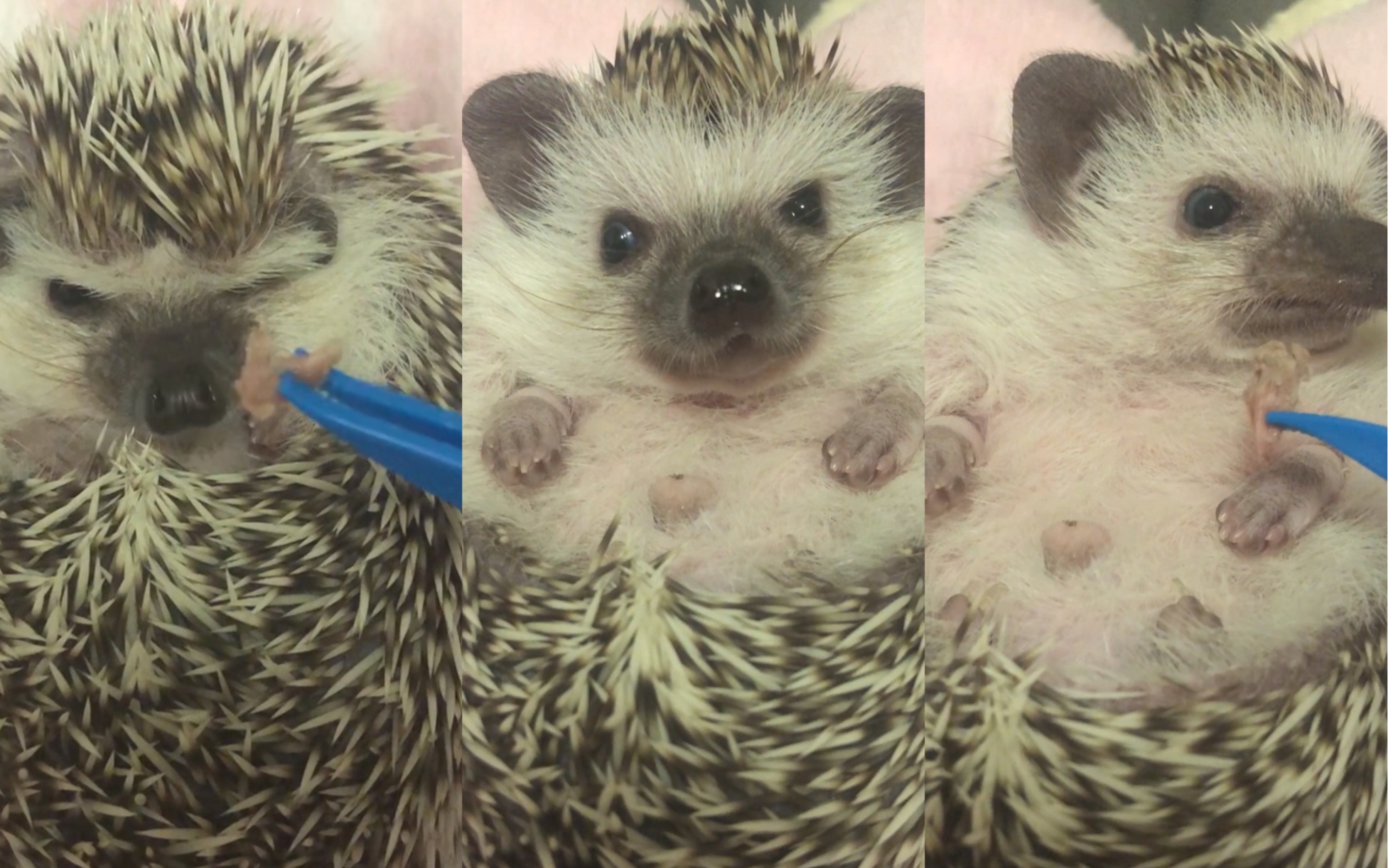 【非洲迷你刺猬】认真吃肉