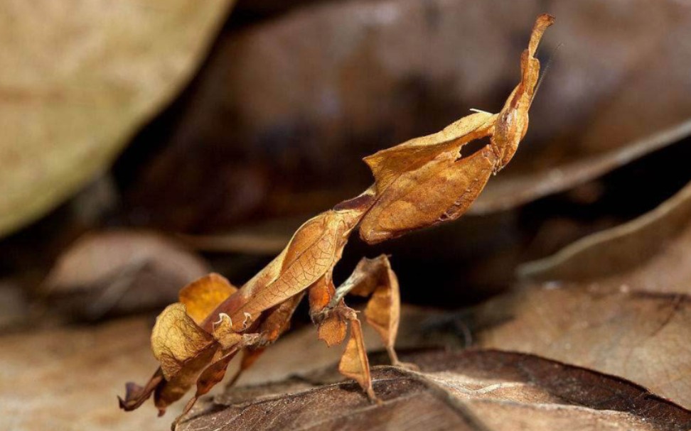 世界上最恐怖的螳螂图片
