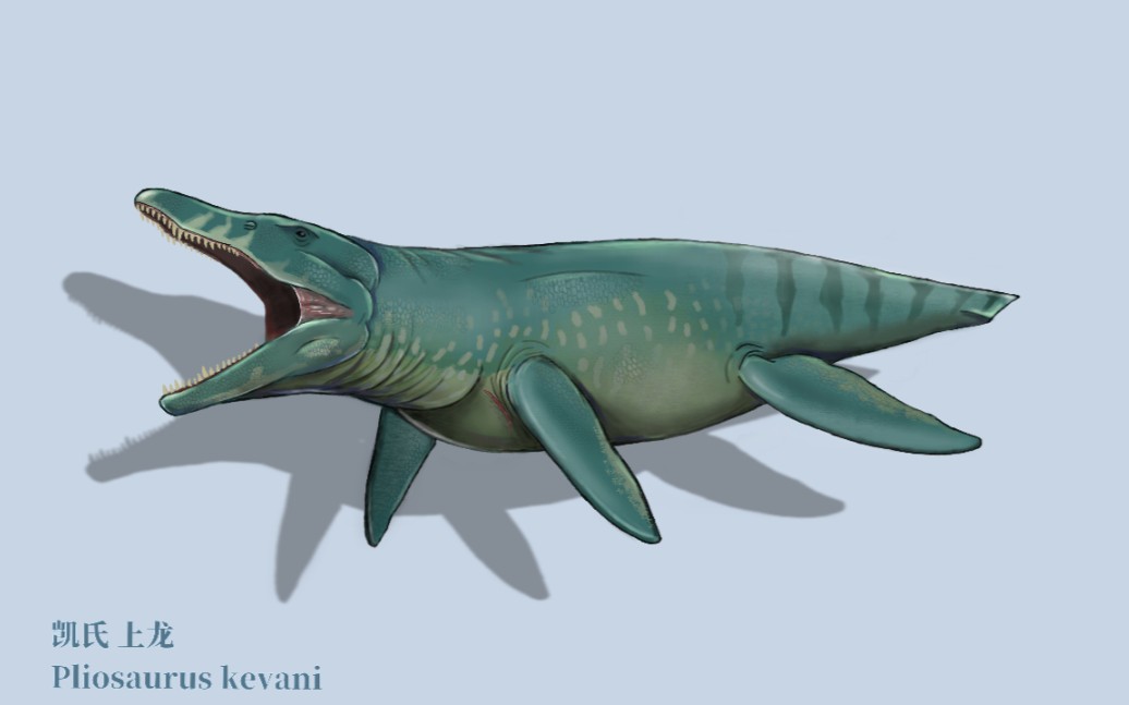 相对冷门的上龙科成员 一一凯氏上龙 (pliosaurus