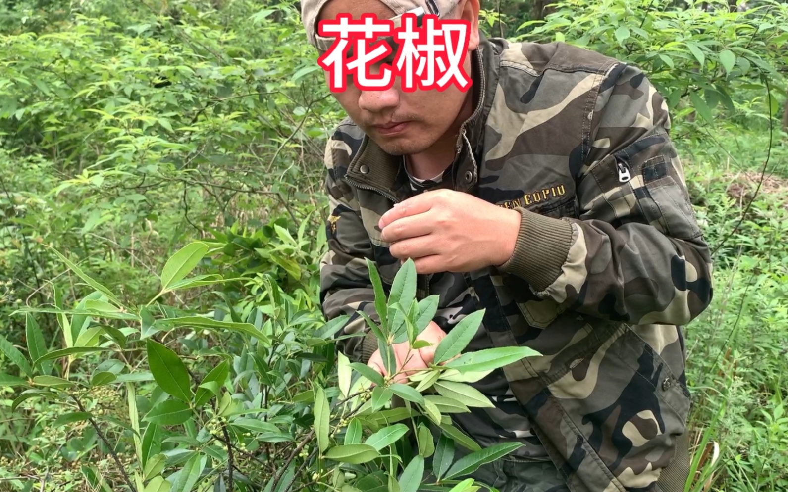 好多人吃过,却没有见过的植物,野花椒哔哩哔哩bilibili