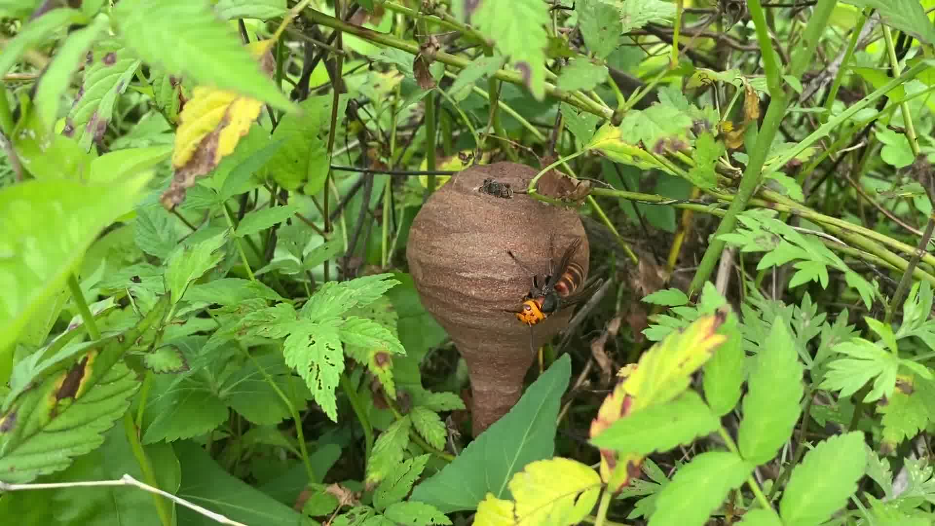 一般玩蜂的人眼睛都很厉害,刚刚坐下来就发现一窝小金环胡蜂