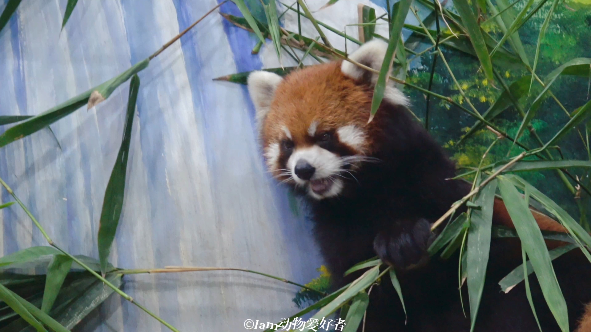 【小熊猫窝窝头】窝头乖乖吃竹叶